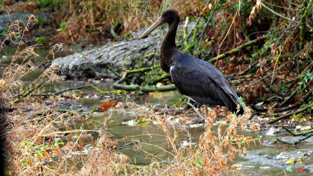 The curious black stork of the river Ges
