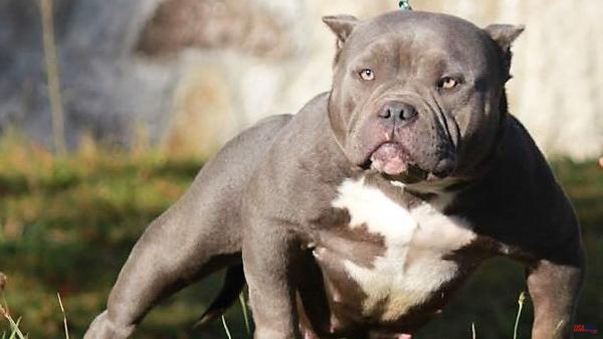 American bully, the dog that terrifies Great Britain
