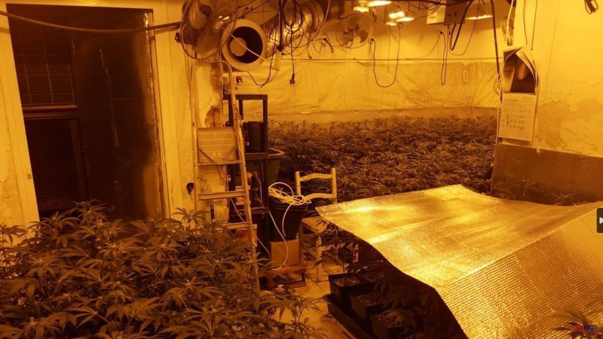 Mossos and Guàrdia Urbana dismantle a flat with 300 marijuana plants in l'Hospitalet