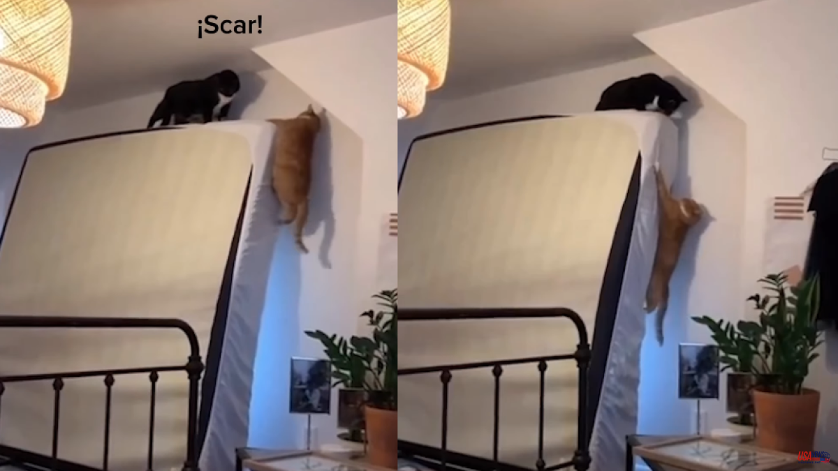 Two cats recreate the famous scene from 'The Lion King' and Scar: “Long live the king”