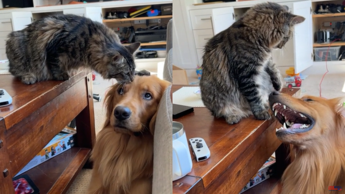 The friendly relationship between a Golden Retriever and a cat: "Michi has his own dog"