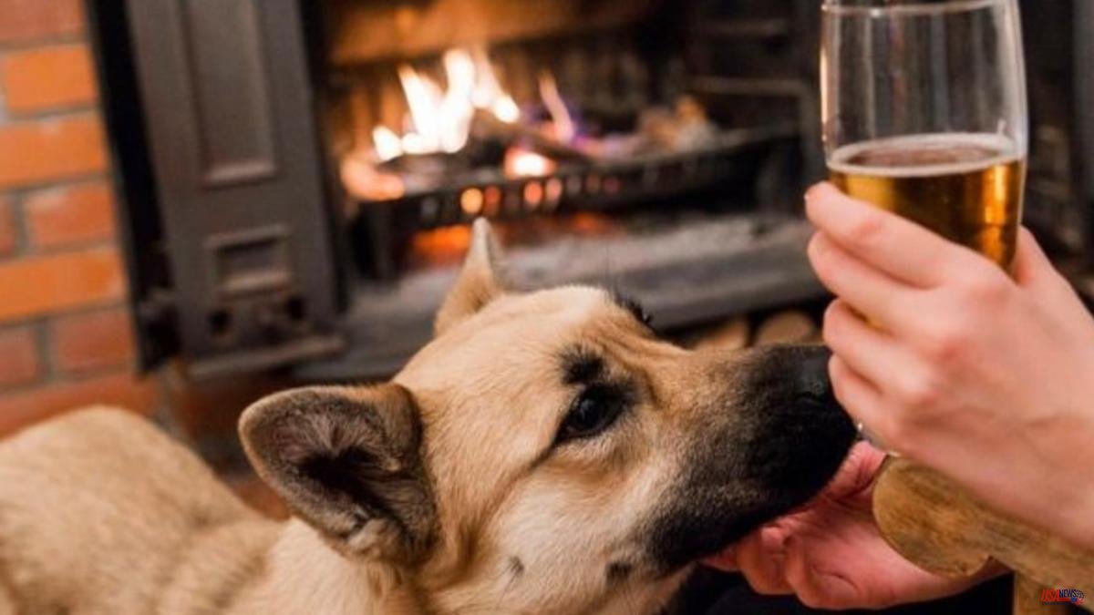 The hard story of Coco: the alcoholic dog from Pennsylvania who was rescued so he can live sober