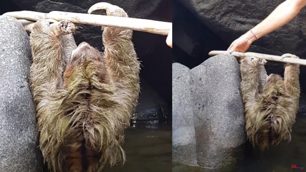 The tense rescue of a sloth bear that had fallen into the river