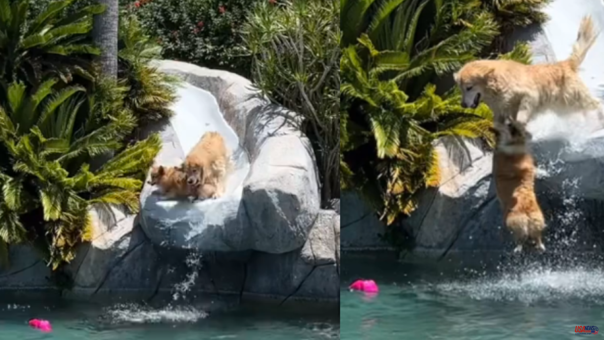 A Golden Retriever has fun with his dog friend on a water slide: "One is fighting for his life"