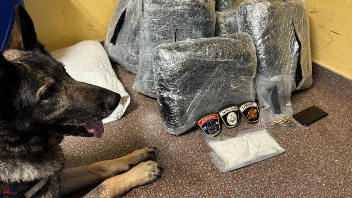 Alicante police dogs detect five drug transports by bus in a month and a half