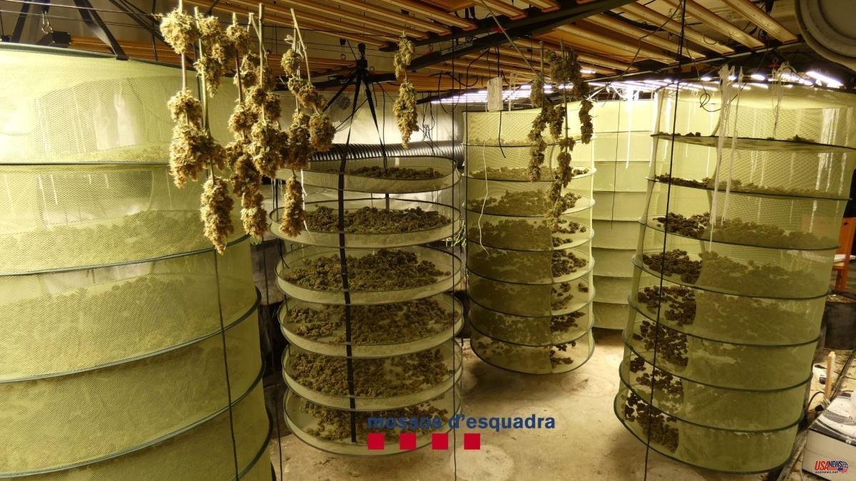 The Mossos d'Esquadra seize more than 50 kilos of marijuana in a farmhouse in Empordà