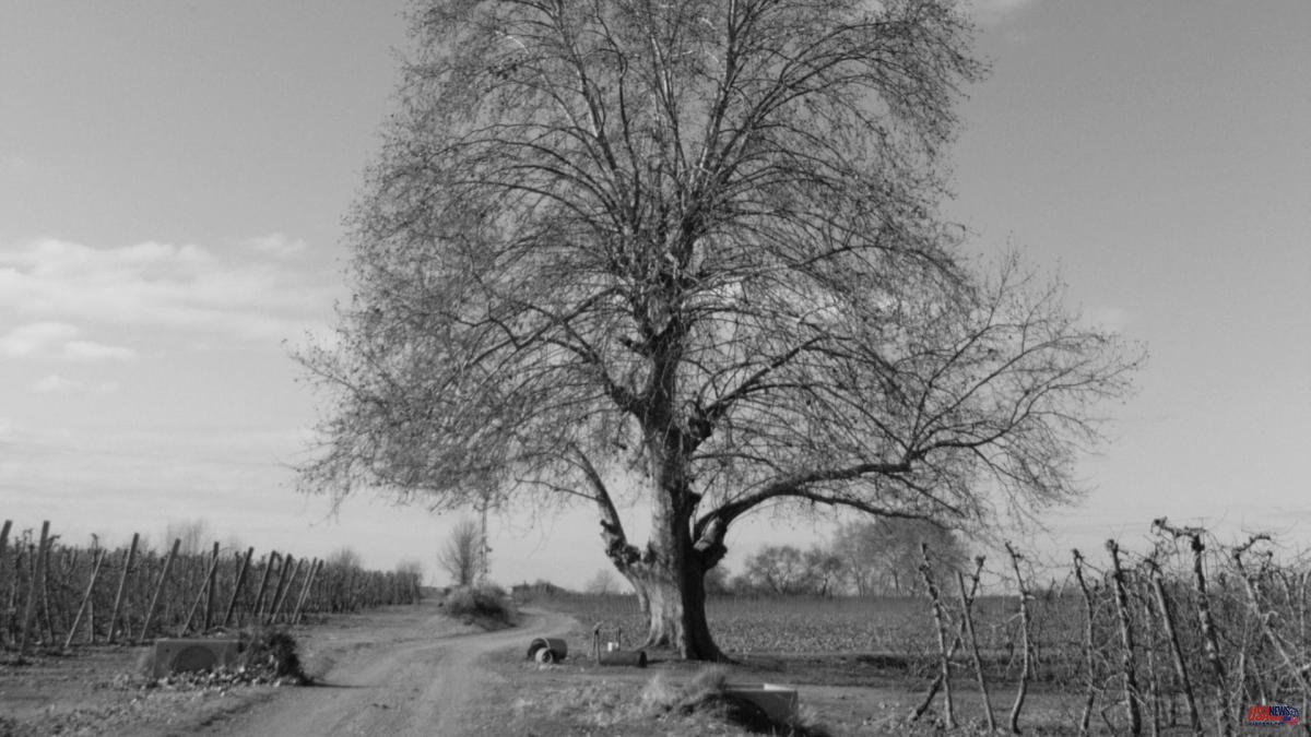 The great Tornabous tree in black and white