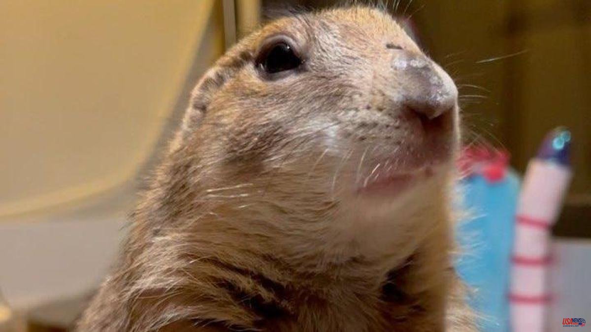 The story of Poppy, the prairie dog who screams with happiness every time she hears her name