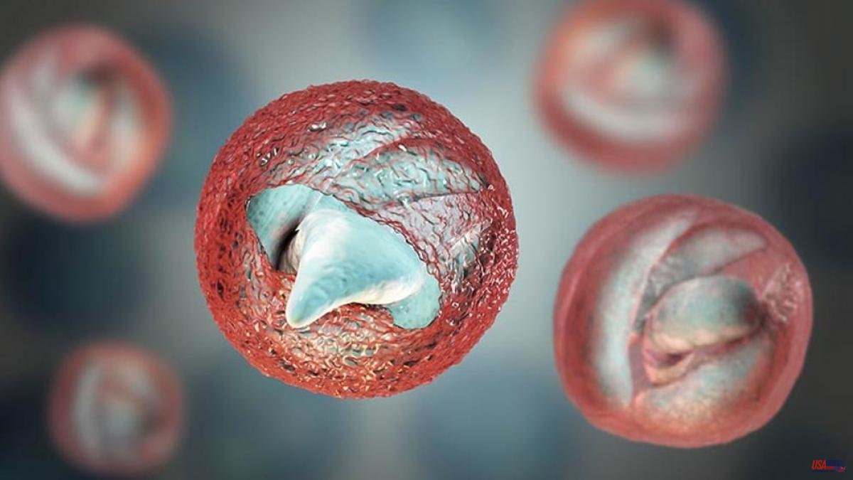 What is cryptosporidiosis? | Symptoms, causes and how to treat the disease