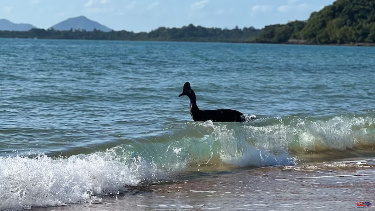 The "most dangerous bird in the world" emerges swimming in the middle of the ocean