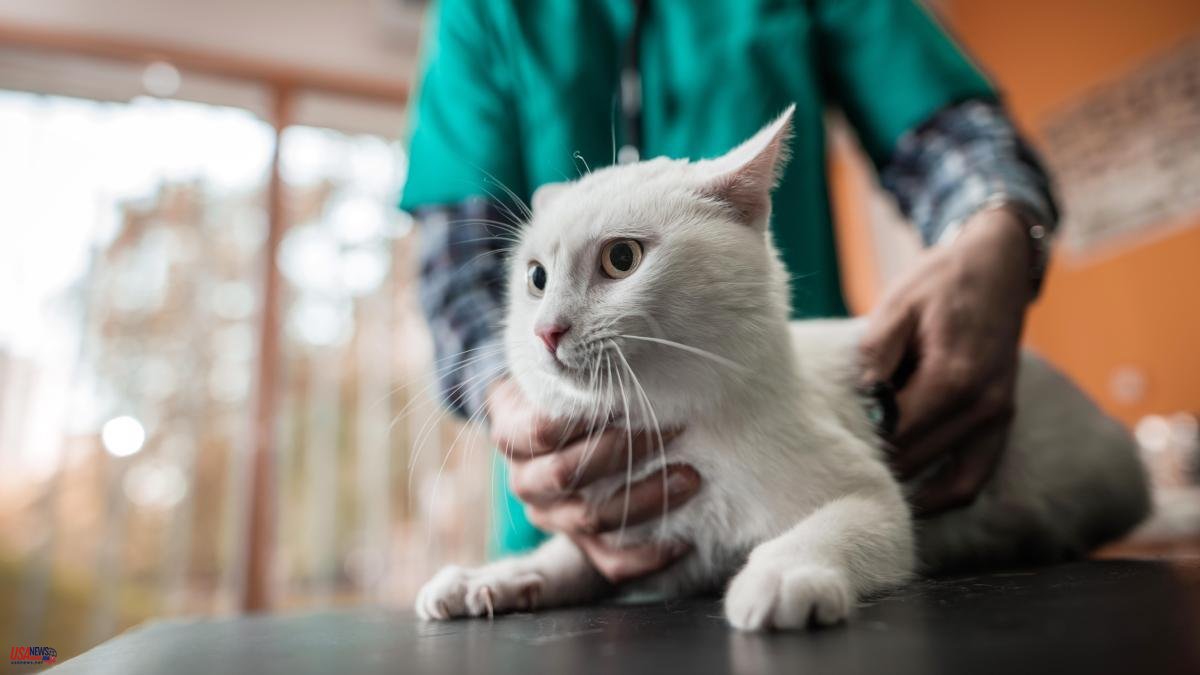 Animal Welfare Law: why you must (mandatory) identify your cat