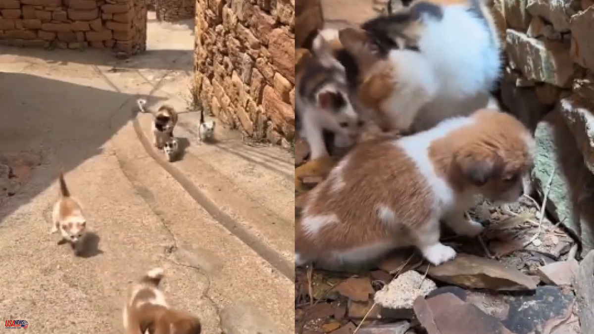 A little dog is left without a mother and a cat adopts him to take care of him and his babies: "one more of the family"