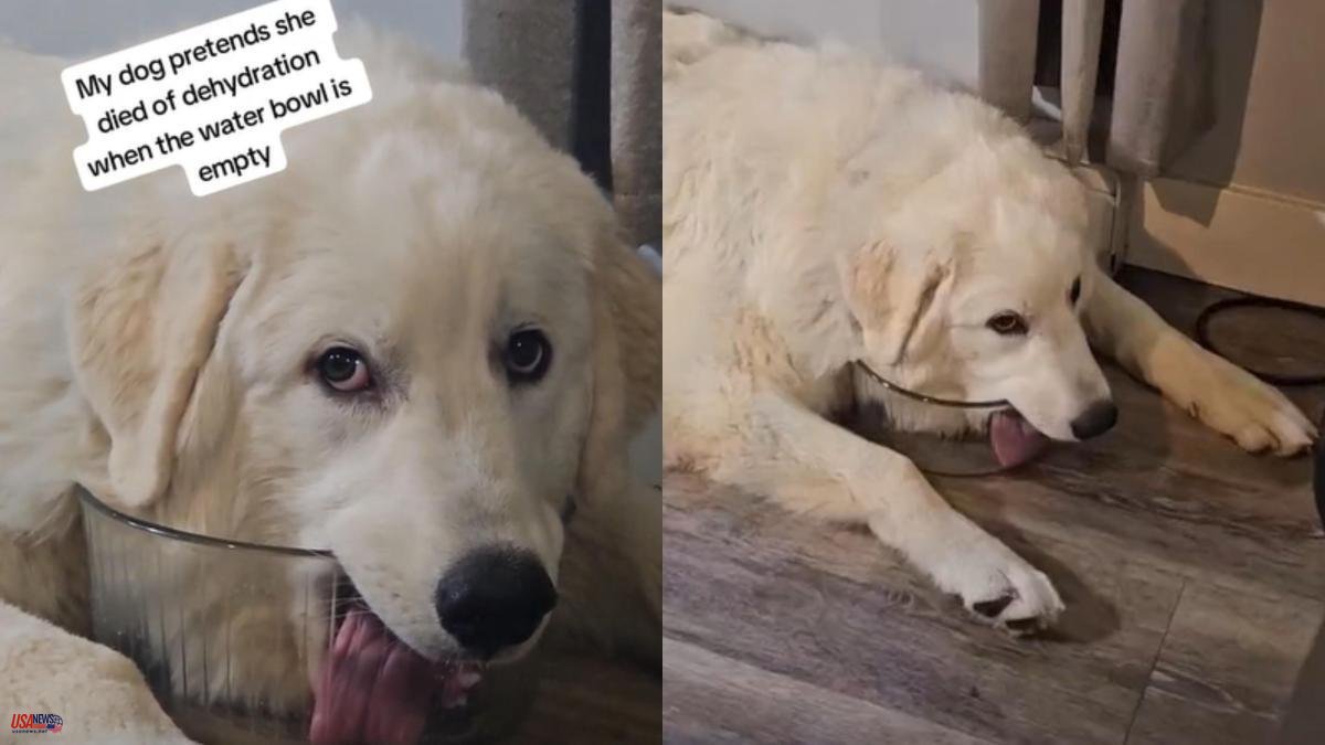 The exaggerated performance of a golden retriever to warn its owner that there is no water left