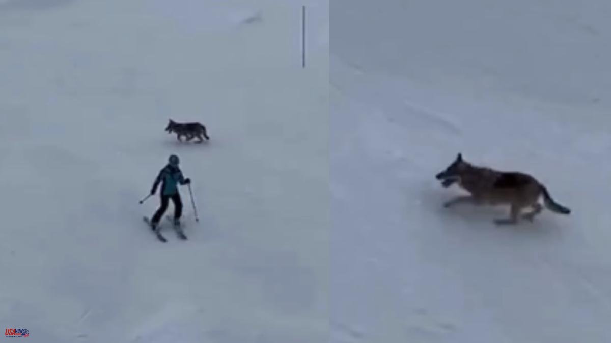 A wolf surprises skiers in the French Alps