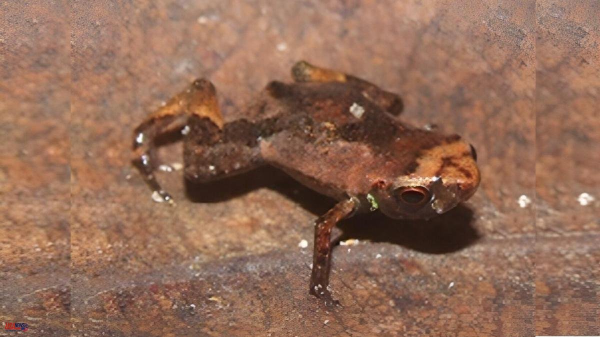 The Brazilian flea toad, at 6 mm long, may be the smallest vertebrate animal that exists