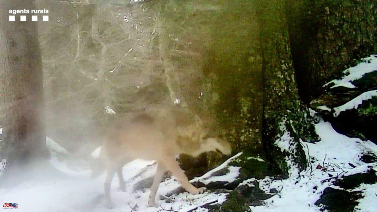 A wolf born in Germany is discovered in the Catalan Pyrenees, 1,245 km away