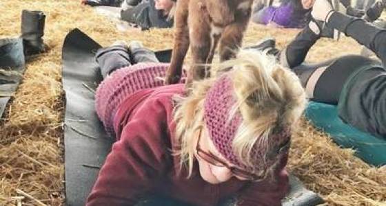 Oregon's world famous goat yoga now has an official beer