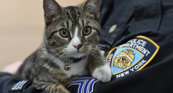 This kitten is the NYPD’s friskiest officer