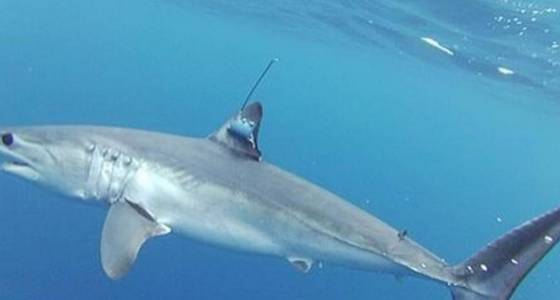 This Mako shark's 5,000-mile sprint in just 142 days has scientists in awe