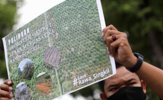 Indonesia's biodiesel drive leads to deforestation