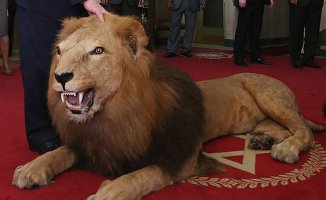 UK plans to ban animal trophies too slowly - Conservation groups