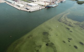 A study has shown that Tampa Bay was contaminated with contaminated water from a Florida mining facility. The water drained into Tampa Bay in just ten days.
