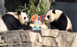 National Zoo celebrates 50 Years with Pandas eating ice-cream