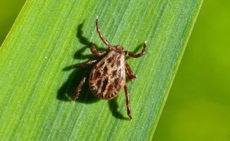 Research shows that Lyme disease is becoming more common over time.