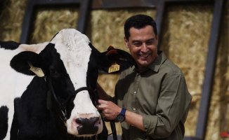 Moreno entrusts himself to the cow Fadie to win the elections