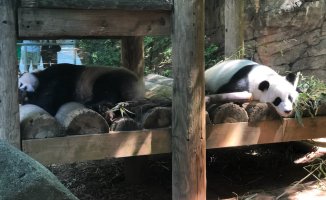 Zoo Atlanta closes early due to extreme heat