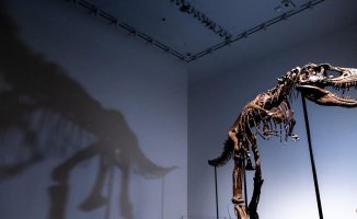 New York City auctions 76-million-year-old dinosaur skull