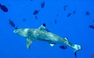 Austrian tourist dies after being attacked by a shark in Egypt