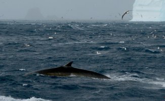 Once considered endangered, fin whales have made a remarkable comeback.
