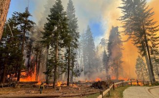 Wildfire is found near Yosemite’s famous sequoia trees