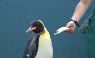Japanese aquarium purchased cheaper fish for its penguins. They're not happy