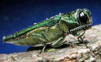 Oregon's "Most destructive and costly forest pest" was found.