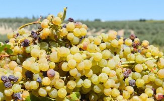 The greats of cava raise grape prices this harvest