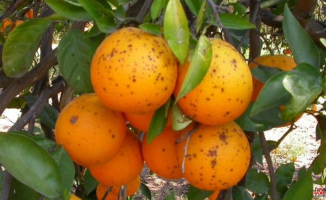 The EU detects false moth and black spot in the first citrus fruits of South Africa
