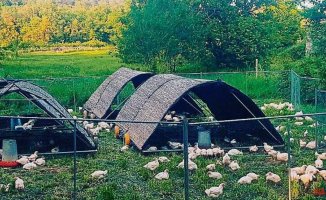 Regenerative agriculture stands as a solution to a world in crisis