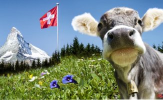 Switzerland rejects, by popular vote, the animalist proposal to ban 'industrial' farms
