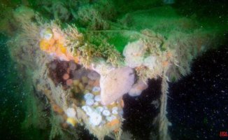 A World War II ship leaks so many toxins into the sea that it has changed its environment