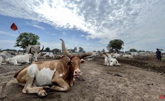 Cows enter politics in South Sudan