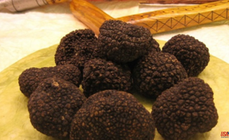Recover and sell Valencian carob and truffle: a project to promote the emptied Spain