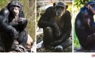A Swedish zoo shoots dead three chimpanzees that escaped from their cages