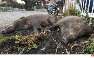 'Wild boar amendment': the Italian right wing led by Meloni intends to legalize hunting in cities