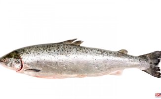 The salmon that spied on me