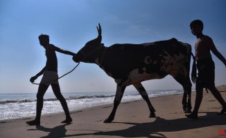 India sentences Muslim youth to life in prison for transporting cattle
