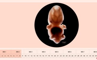 Week 8 of pregnancy: the baby's growth accelerates and his face is taking shape