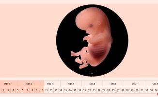 Week 10 of pregnancy: your embryo passes the course and becomes a fetus