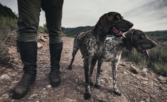 More than 12,000 hunting dogs were abandoned last year in Spain, according to Pacma